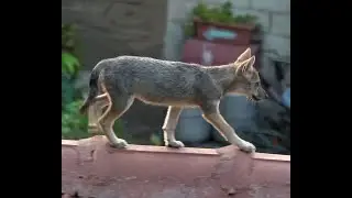 Jackals settled in the heart of the city and gave birth to 6 cubs
