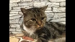 Как кошка с собакой