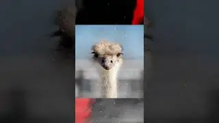 Насколько могут быть быстрыми страусы? 🤔😰 #рекомендации #факты #shorts
