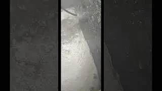 Много жира.