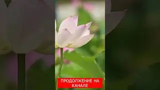 📕 Истории из жизни 📗 У невестки со свекровью не ладились отношения, но один случай...    📙 истории