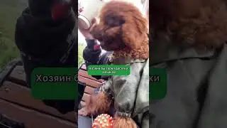 У Барбариски теперь свой голос 🩷угадай, какого персонажа голос был взят #тойпудель #мальтипу #милые