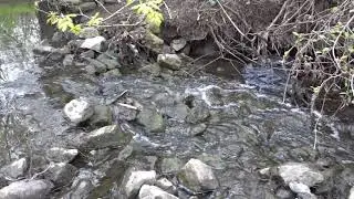 AnthropoScene: Lavender Creek