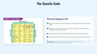 RNA Translation: From mRNA to Proteins | Complete IB Biology and AP Biology Study Guide