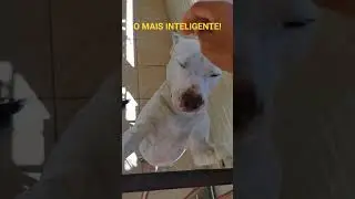O PITBULL DA RAÇA HUMANA. O CÃO MAIS INTELIGENTE DO MUNDO!