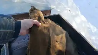Февраль на пасеке и опять о пчелах.