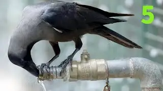 Top 10 Most Intelligent Animals