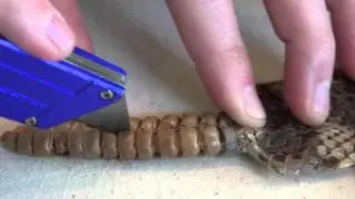 Что в хвосте у гремучей змеи /What's inside a Rattlesnake Rattle