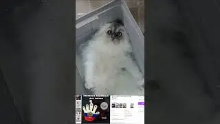 жидкий кот #аnimals #catfunny #юмор