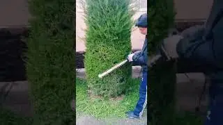 archani qanday kesish kerak? archa kesish sirlsri!