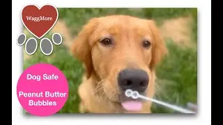 Doggy Peanut Butter Bubbles - Summer Fun 🐶 ☀️