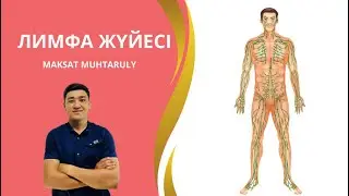 ЛИМФА ЖҮЙЕСІ АНАТОМИЯСЫ