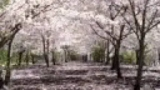 Susumu Hirasawa - Nigredo