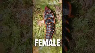 Mystery of the Trilobite Beetle!