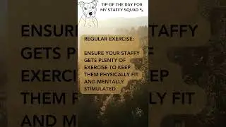 Tip of the Day for my Staffy Squad 🐾