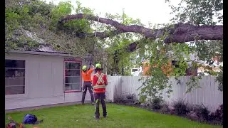Occupational Video - Arborist