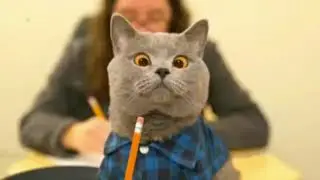 Пародия 2 на Коты и магия