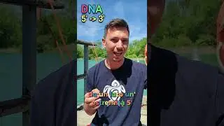 5' and 3' ends of DNA