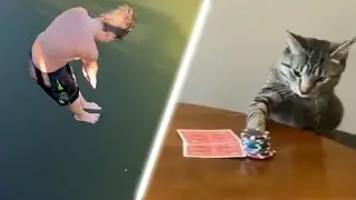 memes that taught my cat poker
