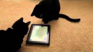Ipad Game for Cats