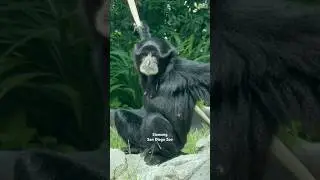 Siamang - #siamang #sandiego #zoo #california #usa #forest #indonesia #malaysia #thailand #primate