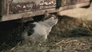 Cat sitting under shabby lumber construction #Animals #Cute #Dogs #Cats