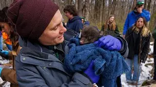 Watch how Pennsylvania's black bear program tags bear cubs in the wild