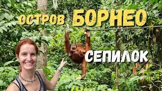БОРНЕО (КАЛИМАНТАН) Джунгли и орангутаны в Малайзии