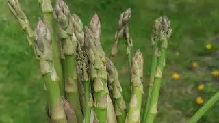 ASPARAGUS A DELICATE IN THE GROUND | WE GROW ASPARAGUS IN THE GARDEN | from sowing to harvest