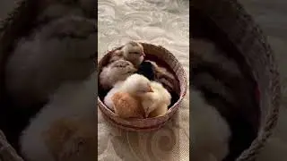 Цыплята несушки, от наших курочек