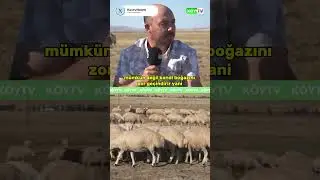 No Girl for the Shepherd! 