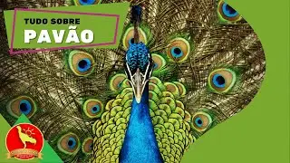 How to raise a PEACOCK, EXOTIC birds - Definitive Guide (peacock, peafowl)