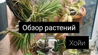 Plant Review/Hoya January 2025/