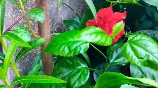 Hibiscus 🌺