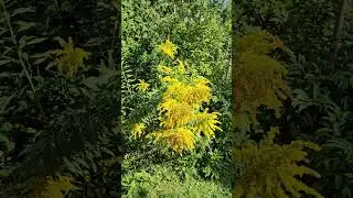 Goldenrod Solidago and Black Eyed Susans #nature #plants #cotage #flowers #garden #wildflowers
