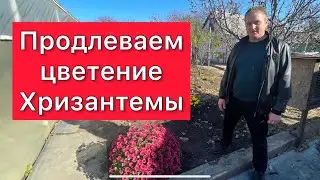 Продлеваем цветение хризантем