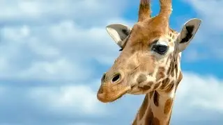 Girafa