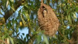 Penduline Tit Building Nest