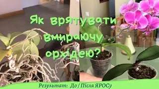 Як врятувати орхідею - результат до/ після ЯРОСу