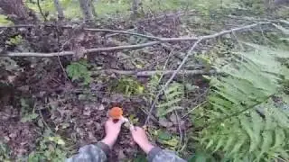 Тихая охота (Грибалка) август 2019.