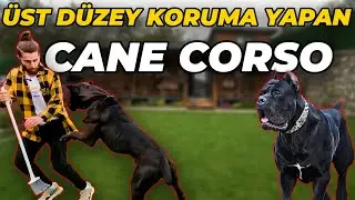 ENTERING THE CAGE OF THE WAR DOG CANE CORSO! (Fatal Risk)