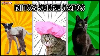 Mitos sobre gatos #gatos #mascotas #animales #cats #catlover #pets