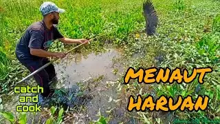 #EP892 Haiwan Bersayap Makan Taut - menaut haruan bendang part 2