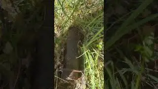 Находка в лесу 