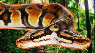 2 Hours of Wild Snakes And Reptiles To Amaze You | Wild America | Real Wild