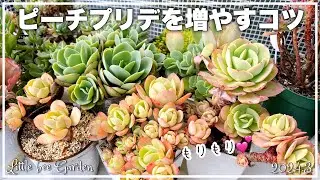 [Succulents] Let's increase the number of peach pride [Gardening]