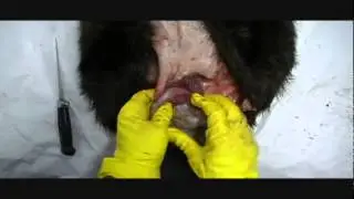 Removing Castor Glands (and Oil Sacs) from Beaver