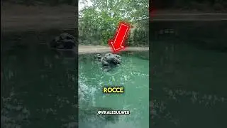 IF YOU SEE THEM, DO NOT GET INTO THE WATER 😱 