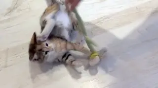 Funny cat compilation
