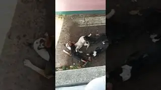 Viral Dogs Fighting 😠😡